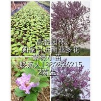 供應南亞多花紫薇