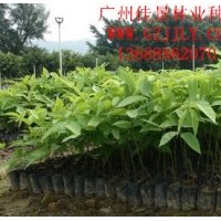 黃花臘腸樹種苗黃花臘腸樹營養(yǎng)苗、種子大量供應(yīng)量大從優(yōu)