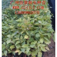 菩提榕種苗供應(yīng)商常年供應(yīng)優(yōu)質(zhì)菩提榕營養(yǎng)苗菩提榕種子菩提榕小