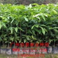沉香種苗沉香營(yíng)養(yǎng)苗沉香種子沉香小袋苗，優(yōu)惠中