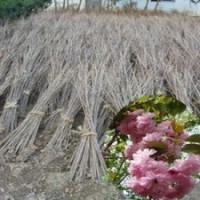 江蘇批發(fā)1米高嫁接櫻花苗粉色晚櫻花苗重瓣櫻花樹苗
