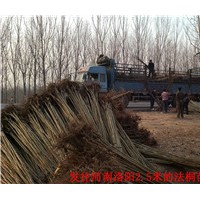 法桐、白蠟小苗