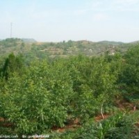 大量提供核桃樹、七葉樹