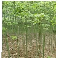 供應白蠟苗 山西白蠟苗 鈣果苗