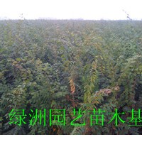 優(yōu)質(zhì)櫸樹小苗