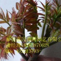 供應(yīng)山東香椿樹(shù) 當(dāng)年苗 自家種植 0.6-2公分