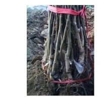 占地山楂樹 蘋果樹 桃樹 梨樹 櫻桃樹