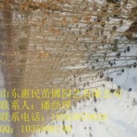 供應山東泰安銀杏 0.6-4公分