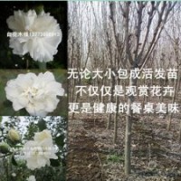 木槿基地3公分粗白花木槿分枝點1米高木槿樹苗價格
