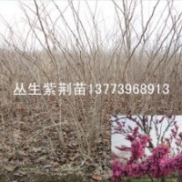 叢生紫荊苗紫荊工程苗叢生紫荊樹苗價格