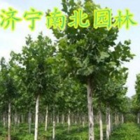 常年供法桐 欒樹 國槐 白臘苗木