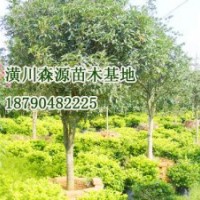 潢川2公分四季桂|潢川2公分四季桂價(jià)格