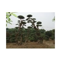 對節(jié)白蠟