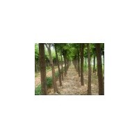 國(guó)槐5公分-7公分價(jià)格、12公分國(guó)槐多錢?,