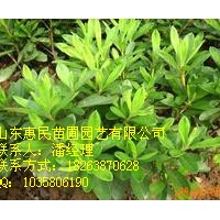 供應(yīng)山東泰安冬青 0.5-3米