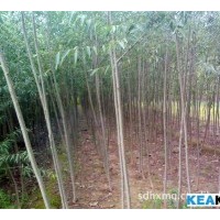 山西運(yùn)城大量供應(yīng)柳樹(shù)