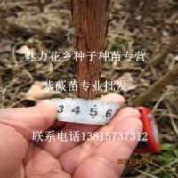 1公分粗紫薇苗批發(fā)魅力花鄉(xiāng)特價(jià)專賣(mài)紫薇苗