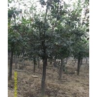2—4公分黃櫨，法桐，紅潤木，迎春，垂柳等
