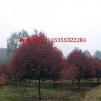 紅葉石楠1-15公分價(jià)格