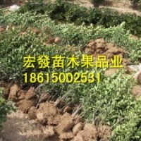低價供應(yīng)大葉黃楊苗