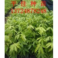 長(zhǎng)期供應(yīng)仁面子種苗