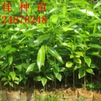 沉香苗低價(jià)出售 沉香樹(shù)苗 沉香小苗 沉香種苗 沉香優(yōu)惠價(jià)格