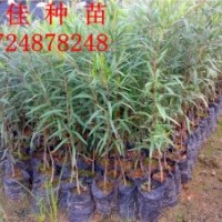 專業(yè)培育優(yōu)質(zhì)串錢(qián)柳種苗串錢(qián)柳杯苗串錢(qián)柳小苗串錢(qián)柳苗價(jià)格