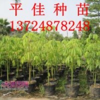 優(yōu)質(zhì)大福木棉何處尋，廣州平佳特價(jià)供應(yīng)大福木棉種苗