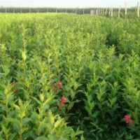 專售紅王子錦帶100萬.扶芳藤.衛(wèi)矛100萬.金葉.小葉女貞100萬