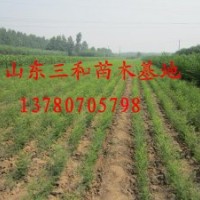低價(jià)供應(yīng)3000畝1-3米國(guó)槐小苗，白蠟小苗，金葉白蠟
