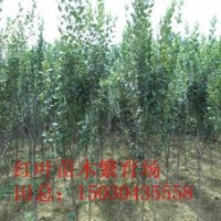 出售西府海棠2到4個(gè)的價(jià)格便宜