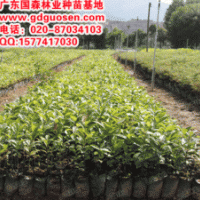 陰香—廣西陰香_陰香價格