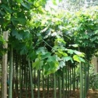 白蠟價(jià)格，白蠟品種，白蠟基地