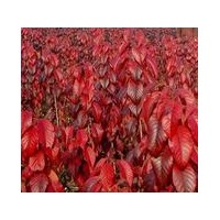 出售紅葉櫻花，紅葉櫻花