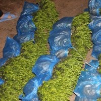 曼地亞紅豆杉1.5年苗