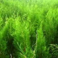 1.5米以下側柏，50公分側柏苗，側柏苗木
