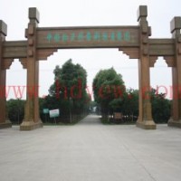 供應紅豆杉樹苗及盆景