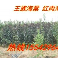 紫葉稠李苗，紫葉矮櫻苗，中華太陽李子苗