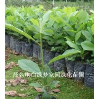 供應(yīng)樂昌含笑,南方白蘭花,廣東含笑,景烈白蘭,景烈含笑小苗