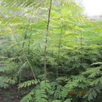 合歡樹(shù)苗絨花樹(shù)夜合樹(shù)苗批發(fā)絨仙樹(shù)合歡苗量大優(yōu)惠