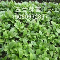 包成活白玉蘭苗200株起包郵白玉蘭花苗玉蘭小苗木蘭花樹苗