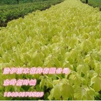 金葉復(fù)葉槭，紫葉稠李，五角楓