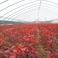 出售美國紅楓小苗（秋火焰、 十月光輝等籽播苗和扦插苗）。