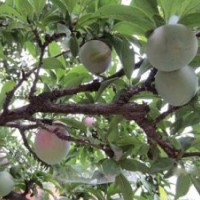 山東紅葉李，山東紅葉李夏季管理小妙招