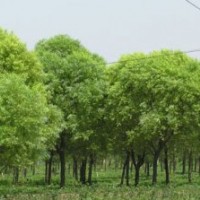速生柳價格專業(yè)供應物美價廉