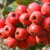青皮核桃價(jià)格哪里便宜山西運(yùn)城青皮核桃價(jià)格