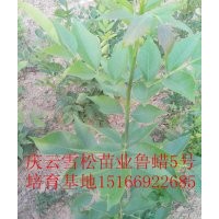 魯蠟5號(hào)價(jià)格走勢(shì)魯蠟5號(hào)生產(chǎn)廠家