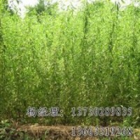 垂柳批發(fā)供應海源廠家