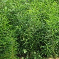 供應(yīng)皂角苗，山西皂角，皂角的供用，皂角的價格