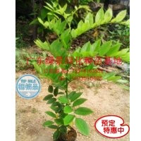 云南黃花梨苗供應(yīng)，降梨黃檀價格，云南黃花梨苗